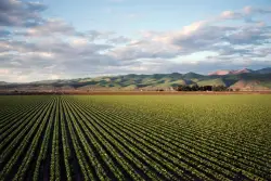 Farmers weigh diversity of crops against trade wars, weather
