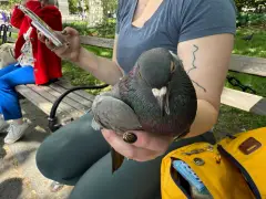 NYC has pigeon people, and people who poo-poo pigeons: Understanding 'rats with wings'